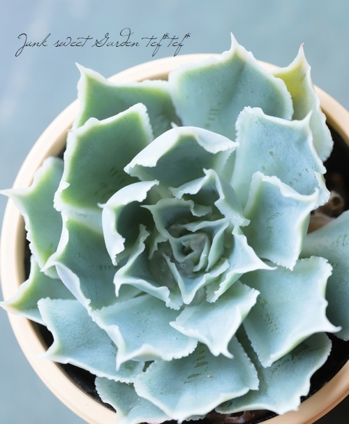 ��¿����ʪ�� �إ����󥹡��饰����������١������٥ꥢ° ���Ȥ����꡼��