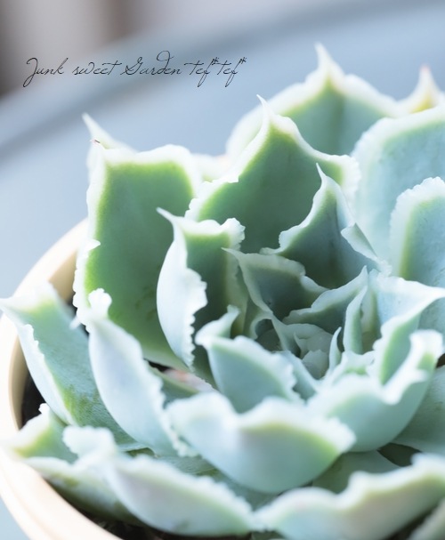 ��¿����ʪ�� �إ����󥹡��饰����������١������٥ꥢ° ���Ȥ����꡼��