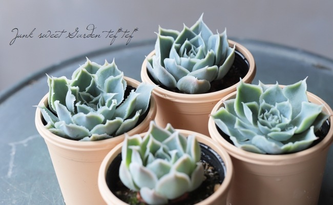 ��¿����ʪ�� �إ����󥹡��饰����������١������٥ꥢ° ���Ȥ����꡼��