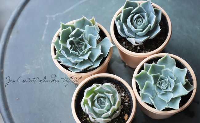 ��¿����ʪ�� �إ����󥹡��饰����������١������٥ꥢ° ���Ȥ����꡼��