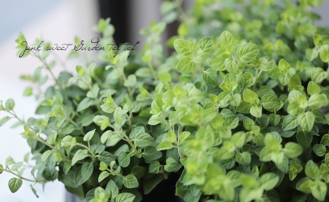 オレガノ ノートンズゴールド すべての商品 Junk Sweet Garden Tef Tef