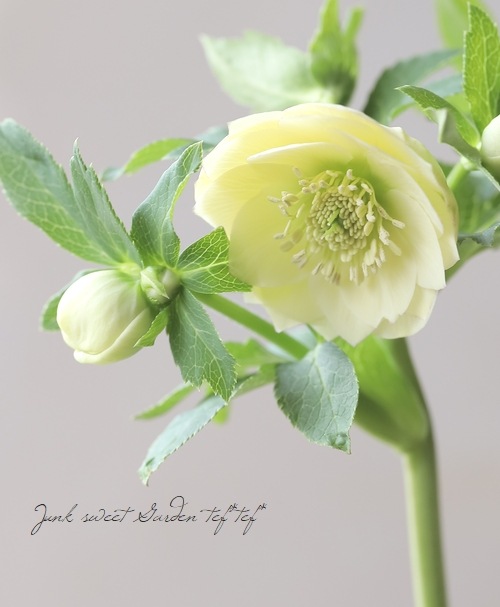 クリスマスローズ 株分 レアなダークピンク シャルウィダンス 整形花