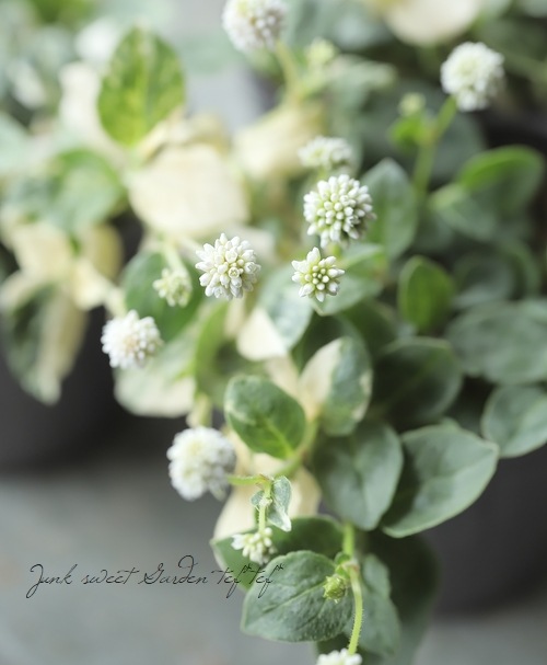 斑入りポリゴナム 『ホワイト』 | すべての商品 | | Junk sweet