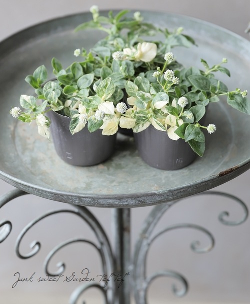 斑入りポリゴナム 『ホワイト』 | すべての商品 | | Junk sweet