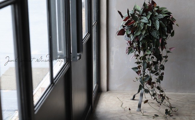 シンゴニウム チョコレート 吊り鉢 すべての商品 Junk Sweet Garden Tef Tef