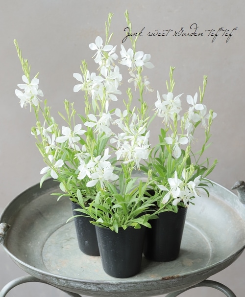 ガウラクラフト ケムカニージャ パールホワイトコーチ 未使用美品 ガウラクラフト ケムカニージャ パールホワイトコーチ 未使用美品