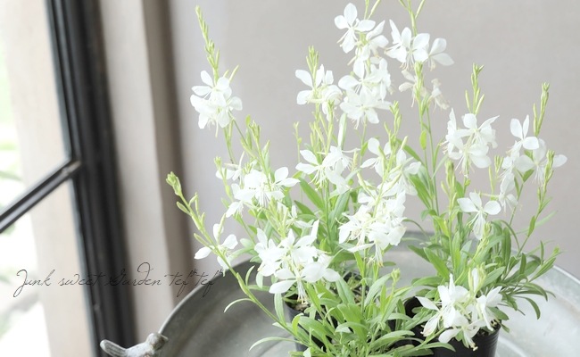 ガウラクラフト ケムカニージャ パールホワイトコーチ 未使用美品 ガウラ 『コンパクトホワイト』 | すべての商品 | | Junk sweet Garden