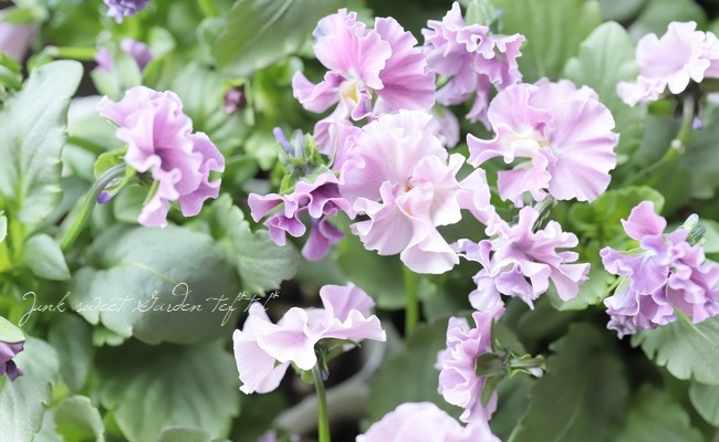 ��������ӥ��顡�ؿ������쥬��ȥ⡼�֡ʲ��ˡ�