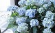 �ڵȲ���Ҥ���ۤƤޤ�餭���۲� �ؤƤƤƤޤ�� �֥롼