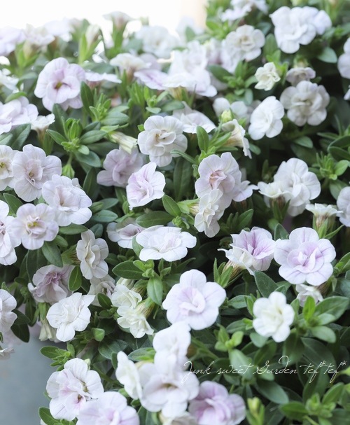 ���֥餵��Υ���֥饳����NOZOMI���إ��꡼�ԥ󥰥ӥ塼�ƥ�����