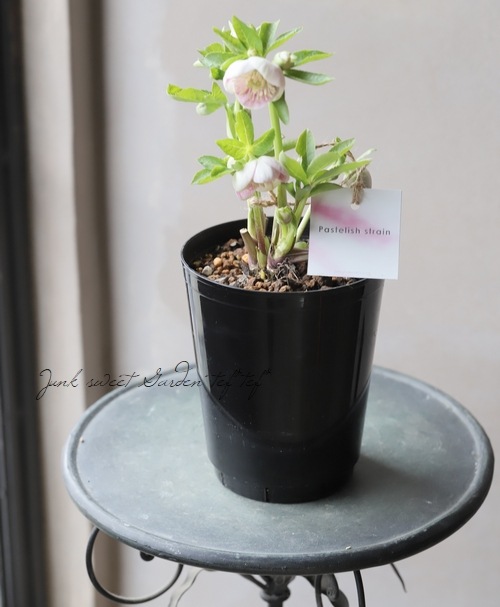 クリスマスローズ　パステリッシュストレイン (大和園)　未株分け　タグ付き 大和園さんのクリスマスローズ：24-13パステリッシュストレイン