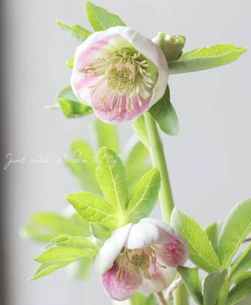 【大和園】クリスマスローズ　グリーンパステリッシュストレイン株分け 楽天市場】予約販売 クリスマスローズ苗 パステリッシュ