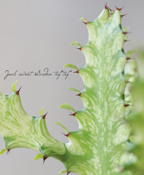 �ڴ��տ�ʪ�� �桼�ե���ӥ����饯�ƥ����إ��������������ȡ�