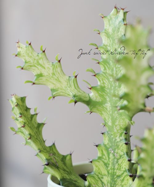 �ڴ��տ�ʪ�� �桼�ե���ӥ����饯�ƥ����إ��������������ȡ�