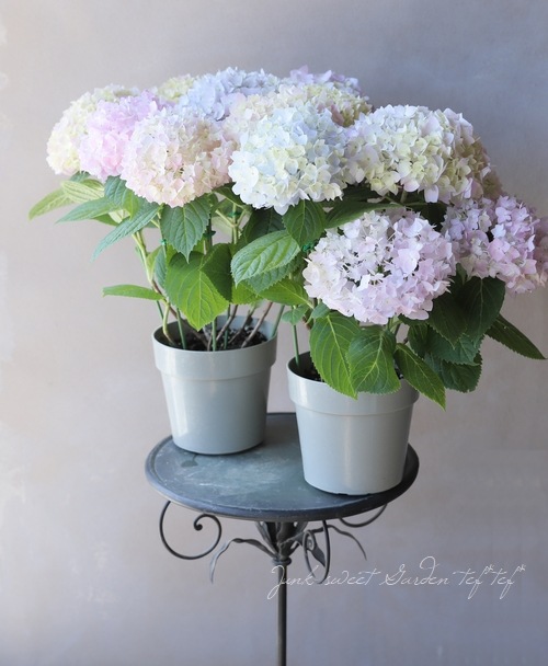 二季咲き紫陽花 『エンドレスサマー』 レインボー | すべての商品