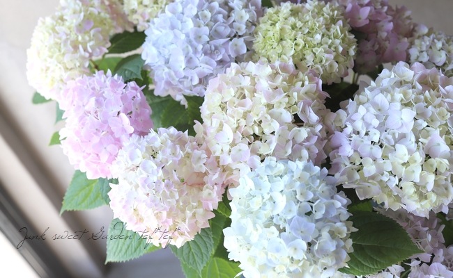 二季咲き紫陽花 『エンドレスサマー』 レインボー | すべての商品