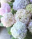 �󵨺餭���۲֡��إ���ɥ쥹���ޡ��� �쥤��ܡ�