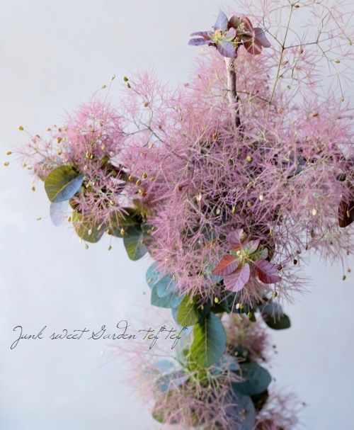 スモークツリー 『希少種』 【31】 | すべての商品 | | Junk sweet