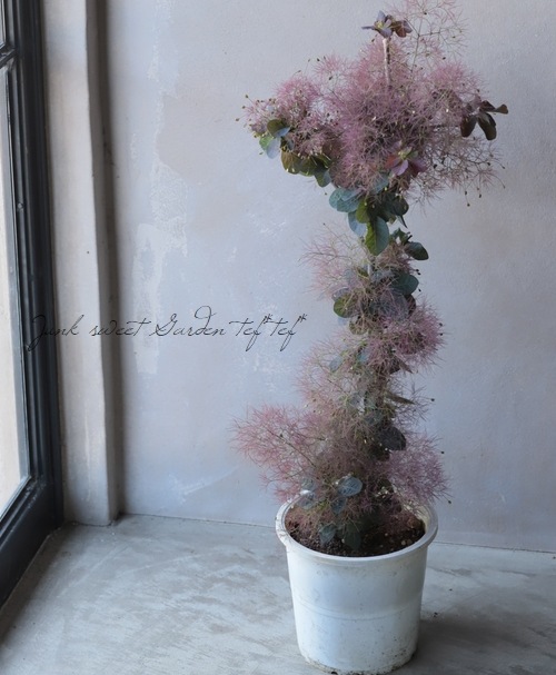 スモークツリー 『希少種』 【31】 | すべての商品 | | Junk sweet
