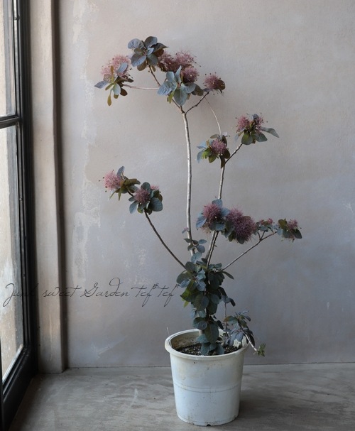 スモークツリーニコ♡ 楽天市場】庭木・植木：スモークツリー6号* 樹高60cm 3種