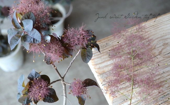 スモークツリー 『希少種』 【31】 | すべての商品 | | Junk