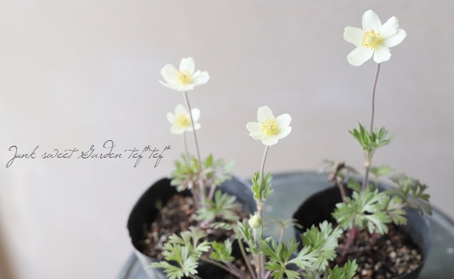 �����θ��異�ͥ�͡�����٥��ȥꥹ�إޥɥ�ʡ١إ��Ρ��ɥ��åס����ͥ�͡�