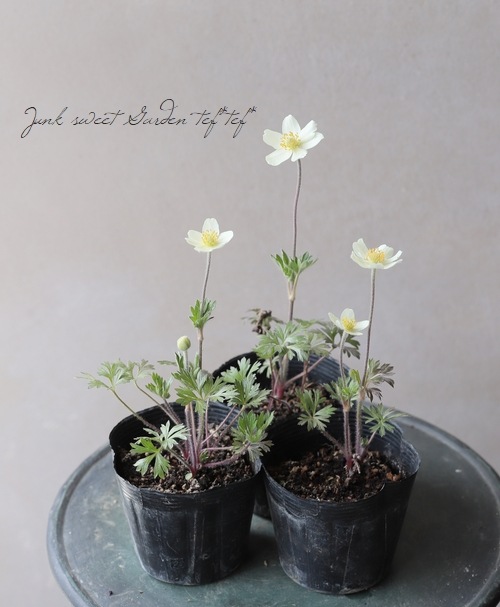 �����θ��異�ͥ�͡�����٥��ȥꥹ�إޥɥ�ʡ١إ��Ρ��ɥ��åס����ͥ�͡�