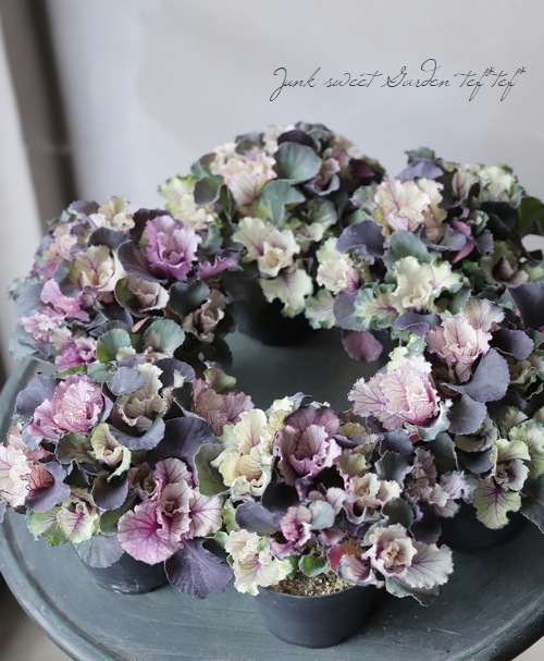 □葉牡丹 『ヴィンテージブーケ』 フリル | すべての商品 | | Junk