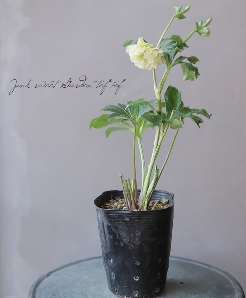 横山園芸】 クリスマスローズ 『プリマドレス』 【K】 | すべての商品