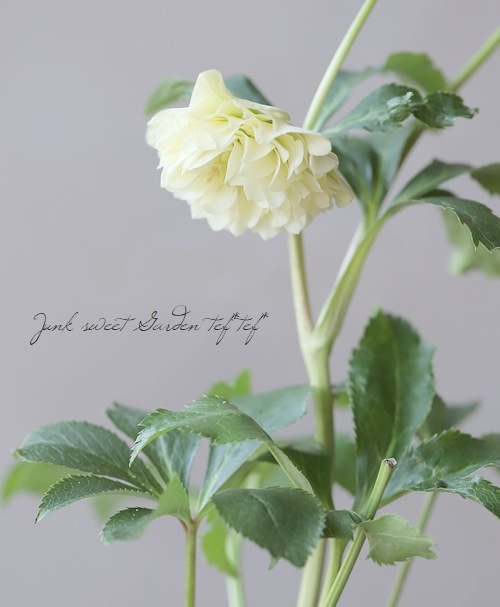 横山園芸】 クリスマスローズ 『プリマドレス』 【K】 | すべての商品