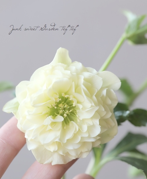 横山園芸】 クリスマスローズ 『プリマドレス』 【K】 | すべて