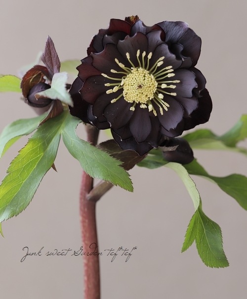 パープルローズと黒ブドウの葡萄の飾り入特大豪華リース♪♪☆* パープルローズと黒ブドウの葡萄の飾り入特大豪華リース♪♪☆*