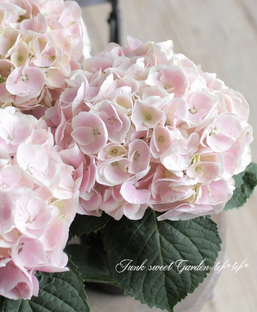 美空 限定MD 紫陽花の咲く道 DOLK×BLACK BOX×Lunar eclipse| MOCHI 紫陽花 ver. Limited 特設