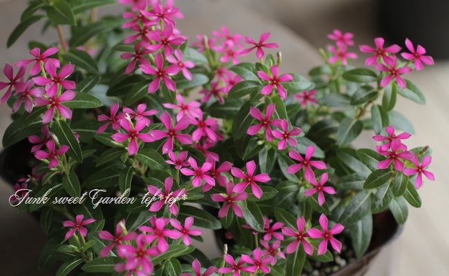 �˥��˥����� �ե����꡼������ �إѡ��ץ��