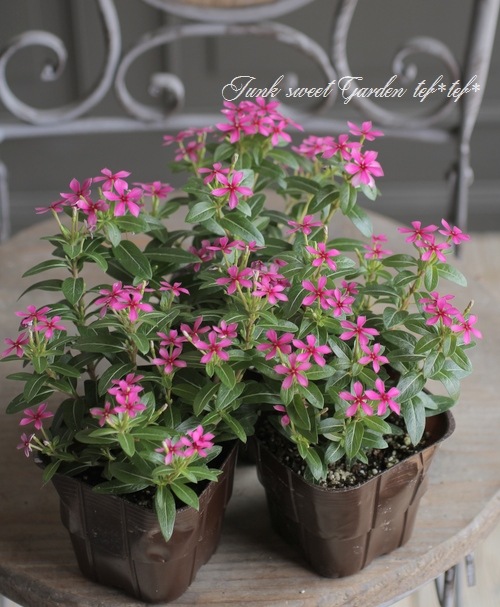 �˥��˥����� �ե����꡼������ �إѡ��ץ��