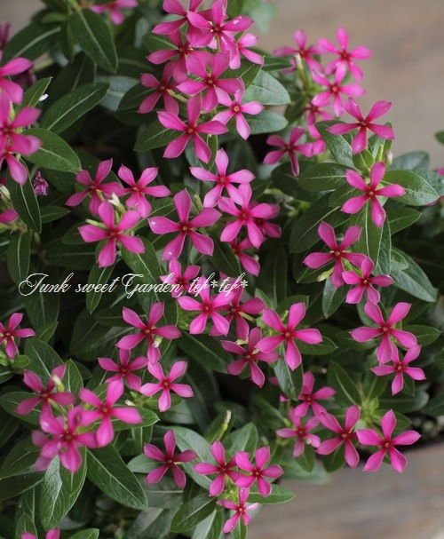 �˥��˥����� �ե����꡼������ �إѡ��ץ��