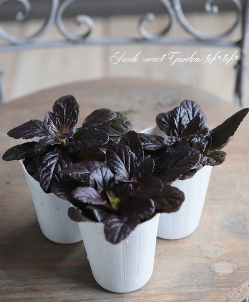 �����奬���إ֥��󥺥ӥ塼�ƥ�����