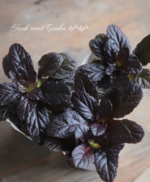 �����奬���إ֥��󥺥ӥ塼�ƥ�����