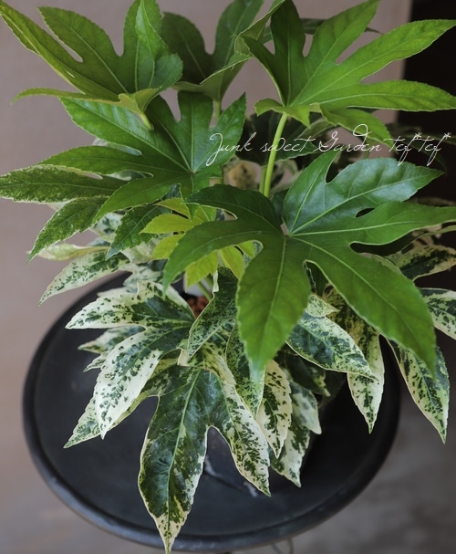 ヤツデ　スパイダーウェブ ヤツデ スパイダーウェブ】斑入りヤツデ 5号 - The Plant&Flower 植物と花