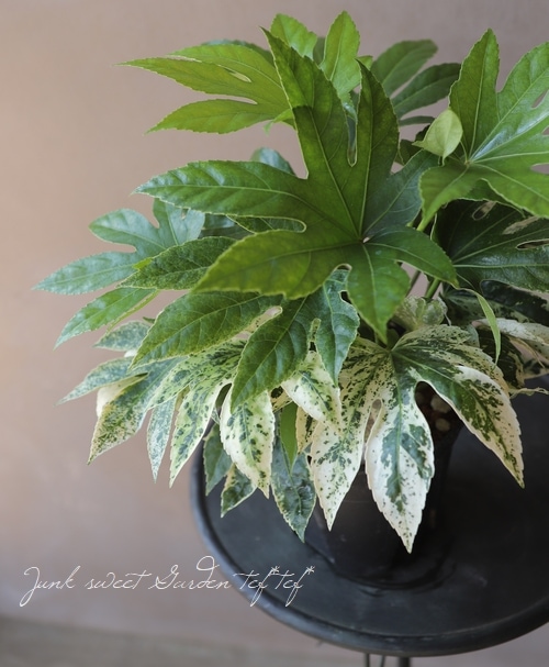 ヤツデ 紬絞り 『スパイダーウェブ』 | すべての商品 | | Junk sweet