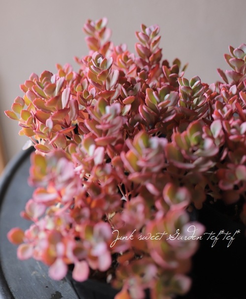セダム 紅ミセバヤ 夏季で緑葉 すべての商品 Junk Sweet Garden Tef Tef