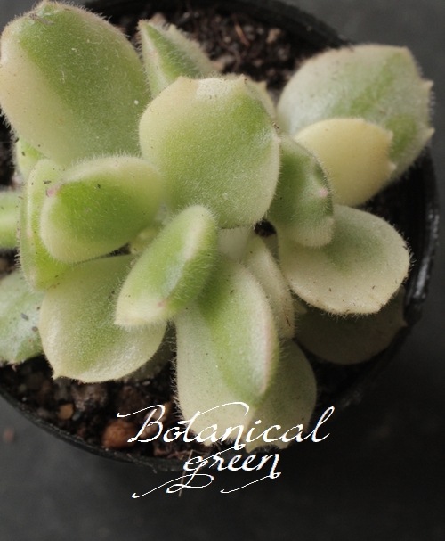 ��¿����ʪ�ۡ��� -��Ƹ�Ҷ�- �١�������ɥ�°�����Ȥ����꡼��