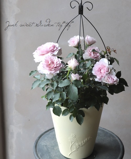 和バラ　接木苗　四季咲　HT 強香 楽天市場】四季咲き強香バラ苗 【アレックスレッド】 2年生大苗