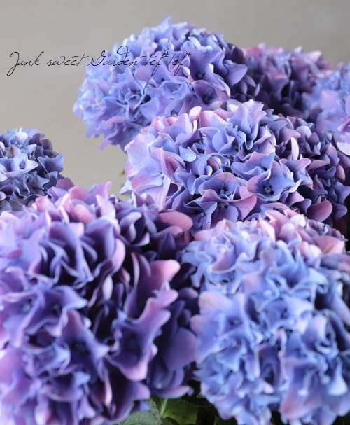 黒茎！紫陽花『ゼブラ・フィエスタ』 パープル黒茎玉 | すべての
