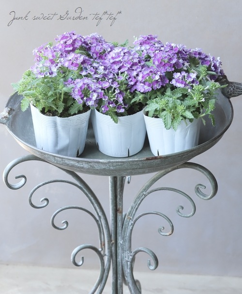 はなはな バーベナ・ヴァネッサコンパクト 『バイカラーパープル』 宿根