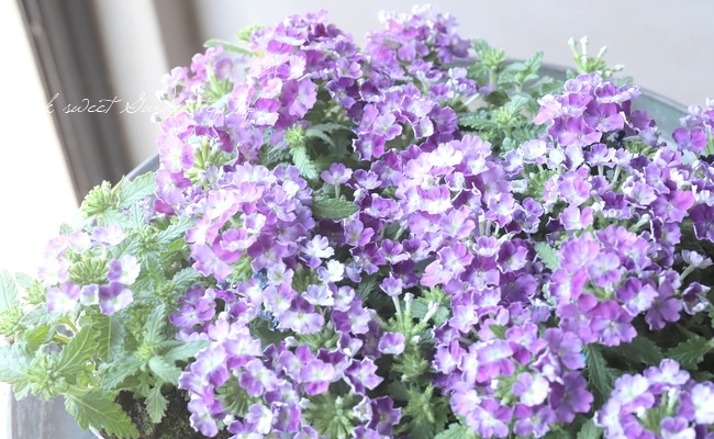 バーベナ・ヴァネッサコンパクト 『バイカラーパープル』 宿根