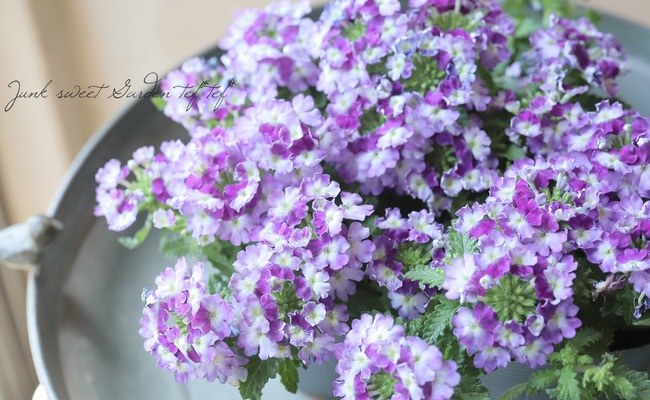 �С��٥ʡ������ͥå�����ѥ��ȡ��إХ����顼�ѡ��ץ�� �ɺ��ϥ󥮥󥰥�����