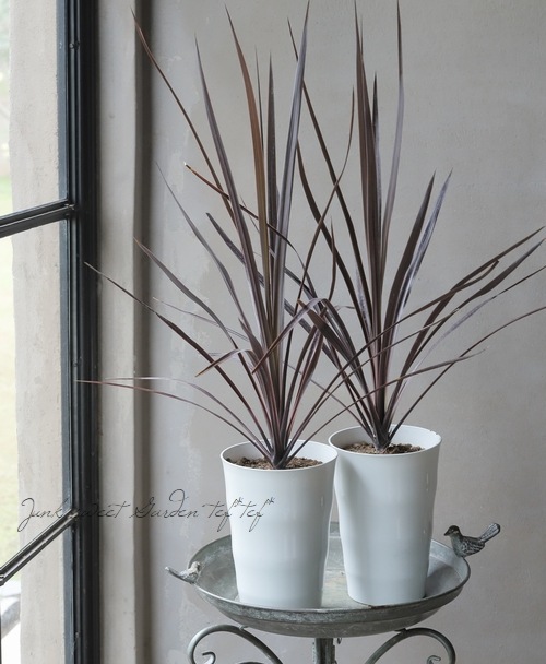 コルジリネ 『ブラックナイト』 | すべての商品 | | Junk sweet Garden