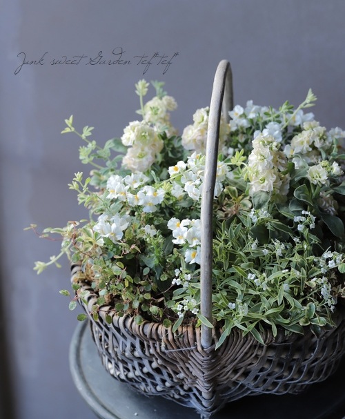 の*ん様 ❤️開花株❤️大株❤️☘️624【Ashwood】【TINKERBEL ヴァイスシュヴァルツブラウ DSY/03S-010 親友のような存在 フランダー