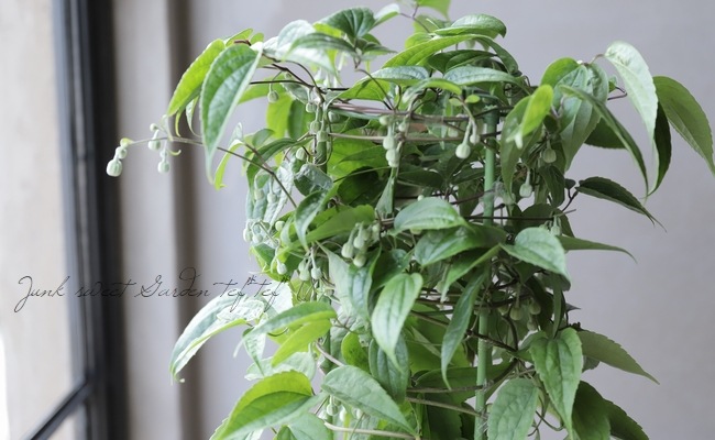 ٥餭ޥإ󥹥󥨥󥷥١߿Υǥ